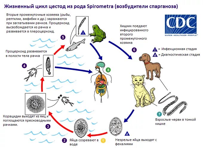 Цикл ленточных червей