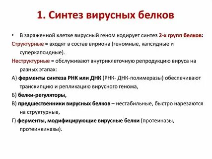 Синтез белков протекает в лизосомах в вакуолях