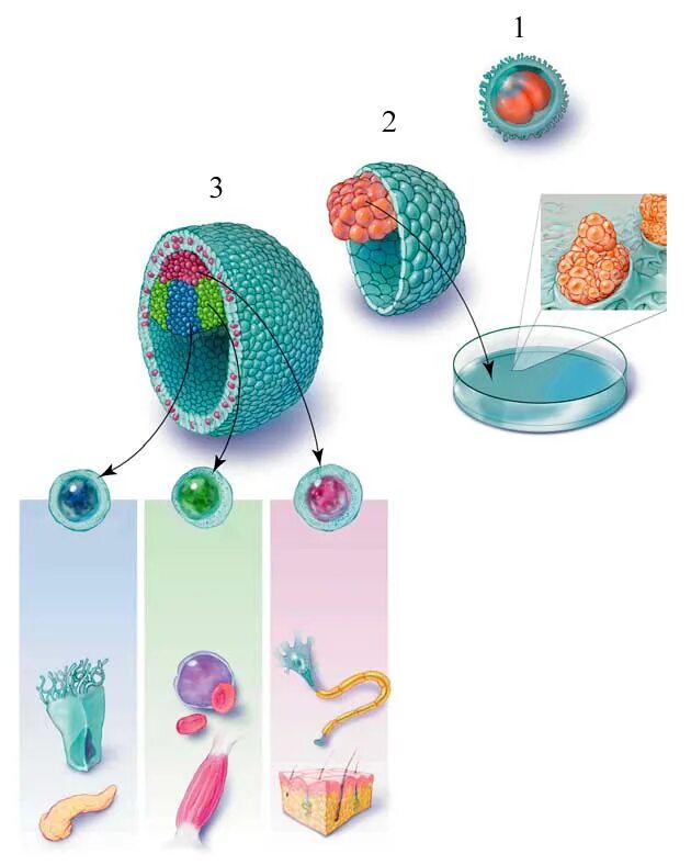 Эмбриональные стволовые клетки. Эмбриональные стволовые клетки человека. 1)Эмбриональные стволовые клетки -. Стволовые клетки зиготы. Эмбриональная стволовая клетка.