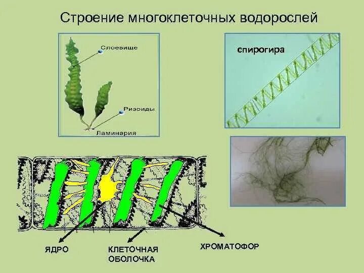 Спирогира строение. Строение водоросли ламинарии. многоклеточная водоросль спирогира. вегетативное размножение спирогиры. ламинария строение клетки.