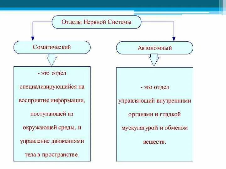 Автономный вегетативный отдел нервной системы. Соматический и вегетативный отделы нервной системы схема. Соматический и автономный (вегетативный) отделы нервной системы. Автономный вегетативный отдел нервной системы 8 класс.