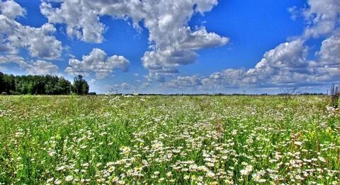 Село белая поляна