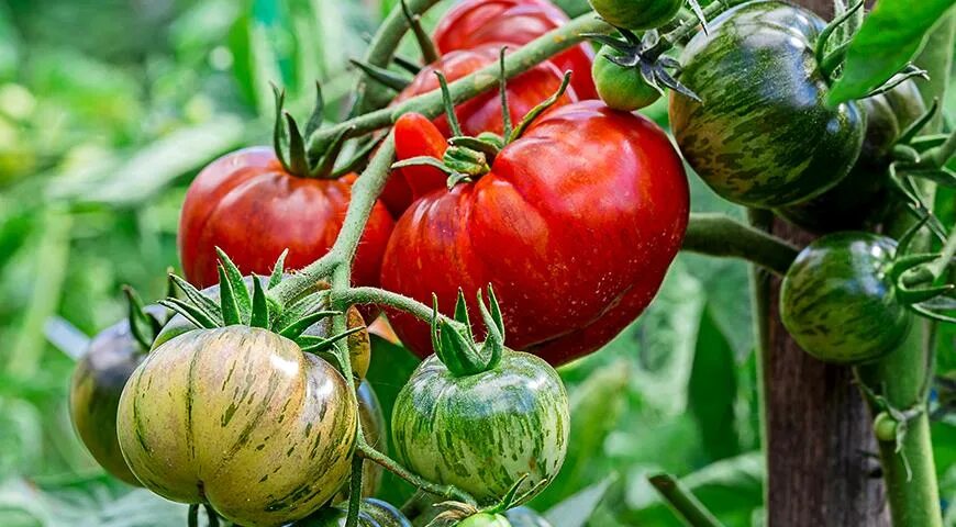 Большие сорта томатов. Помидоры крупные мясистые ранние сорта. сорта помидор мясистые и сладкие. томаты низкорослые мясистые. крупноплодные сорта и гибриды томатов.