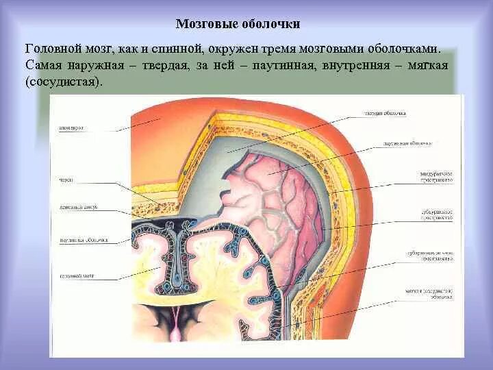 Внутренняя оболочка мозга. Мозговые оболочки головного мозга схема. Оболочки головного мозга и их функции. Паутинная оболочка головного мозга. Твердая мозговая оболочка головного мозга схема.