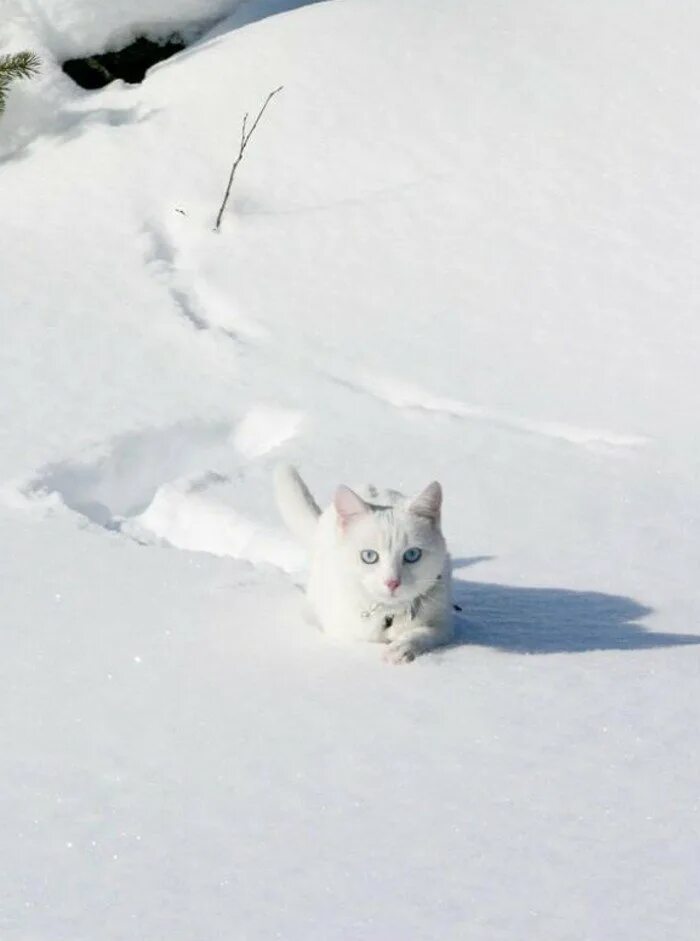 Белая кошка крадется. Красивая кошка на природе. Белый кот убежал в лес. Котик бегает. Белый кот убежал в лес.