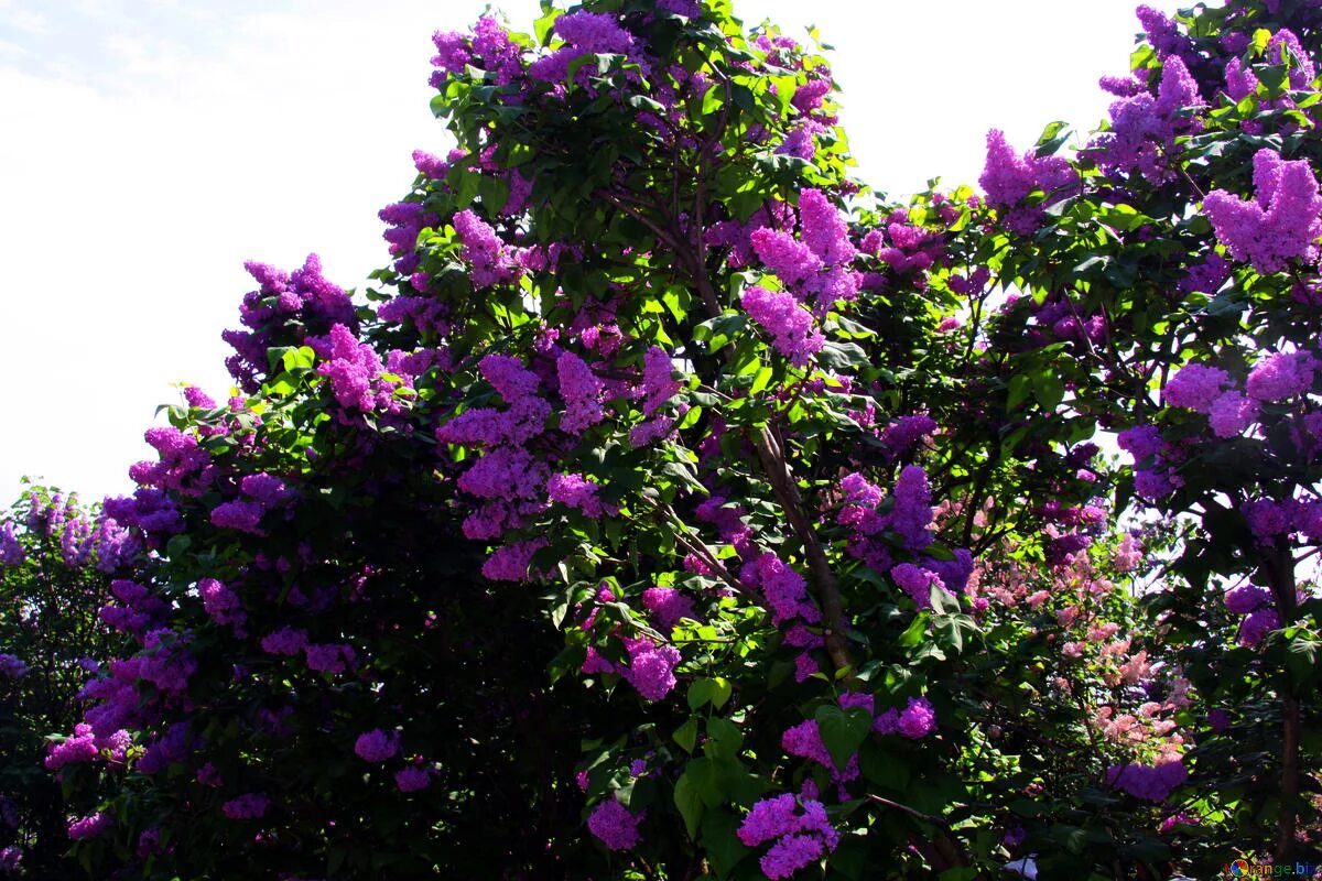 Куст сирени огэ. Рассказ куст сирени куприн. Куст сирени куприн. Лики любви в рассказе куприна куст сирени. Куст сирени огэ.