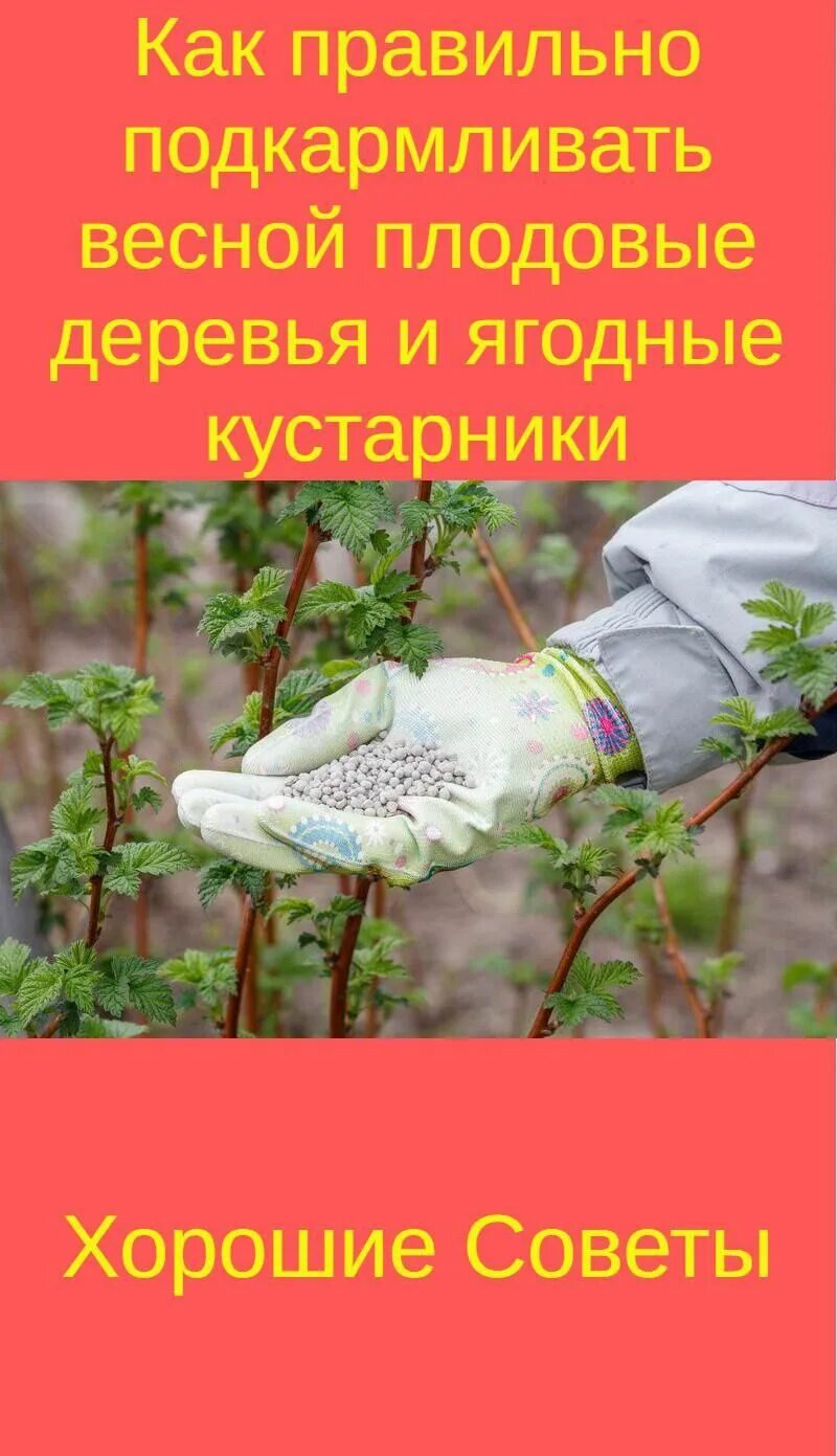 Чем подкормить деревья и кустарники весной. Удобряем кустарники весной. Чем подкормить весной плодовые деревья и кустарники. Как правильно подкармливать деревья. Удобрить дерево удобрить чем фруктовые.