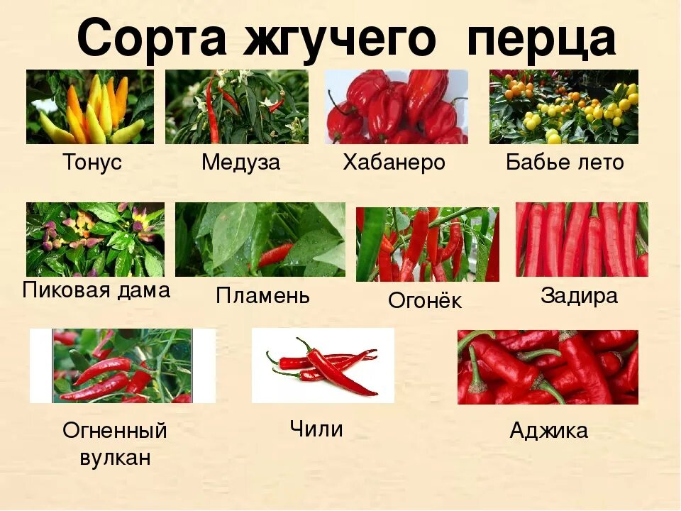 Почему перец называется перцем. Горькие перцы сорта названия. толстостенный горький перец сорта. перец острый тонус 10шт. назовите виды перца.
