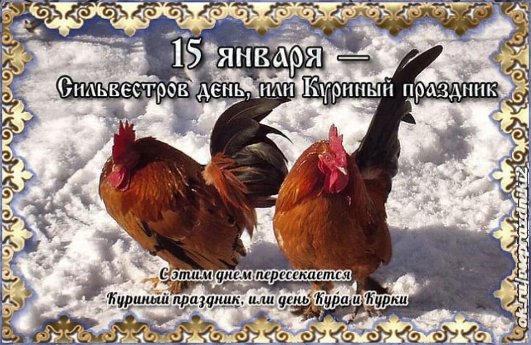 15 января день чего. Сильвестров день, или куриный праздник. куриный праздник 15 января. день курицы праздник. сильвестров день.