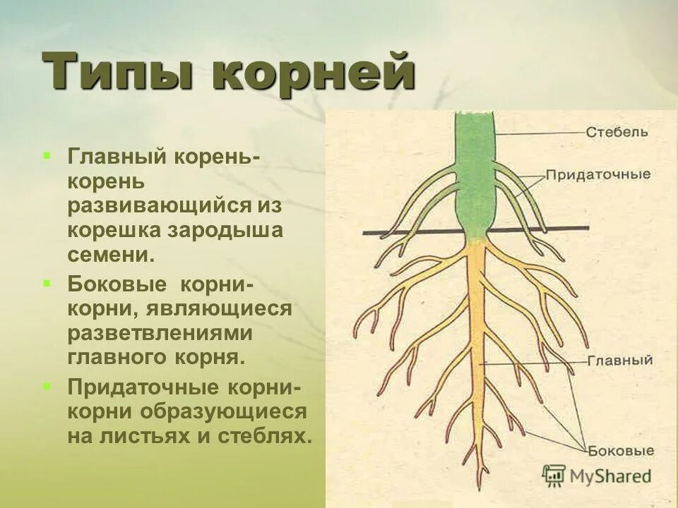 главный корень боковые и придаточные корни. 1 главный корень. типы корневых систем стержневая и мочковатая. что образуется на придаточных корнях растения. типы корневых систем.