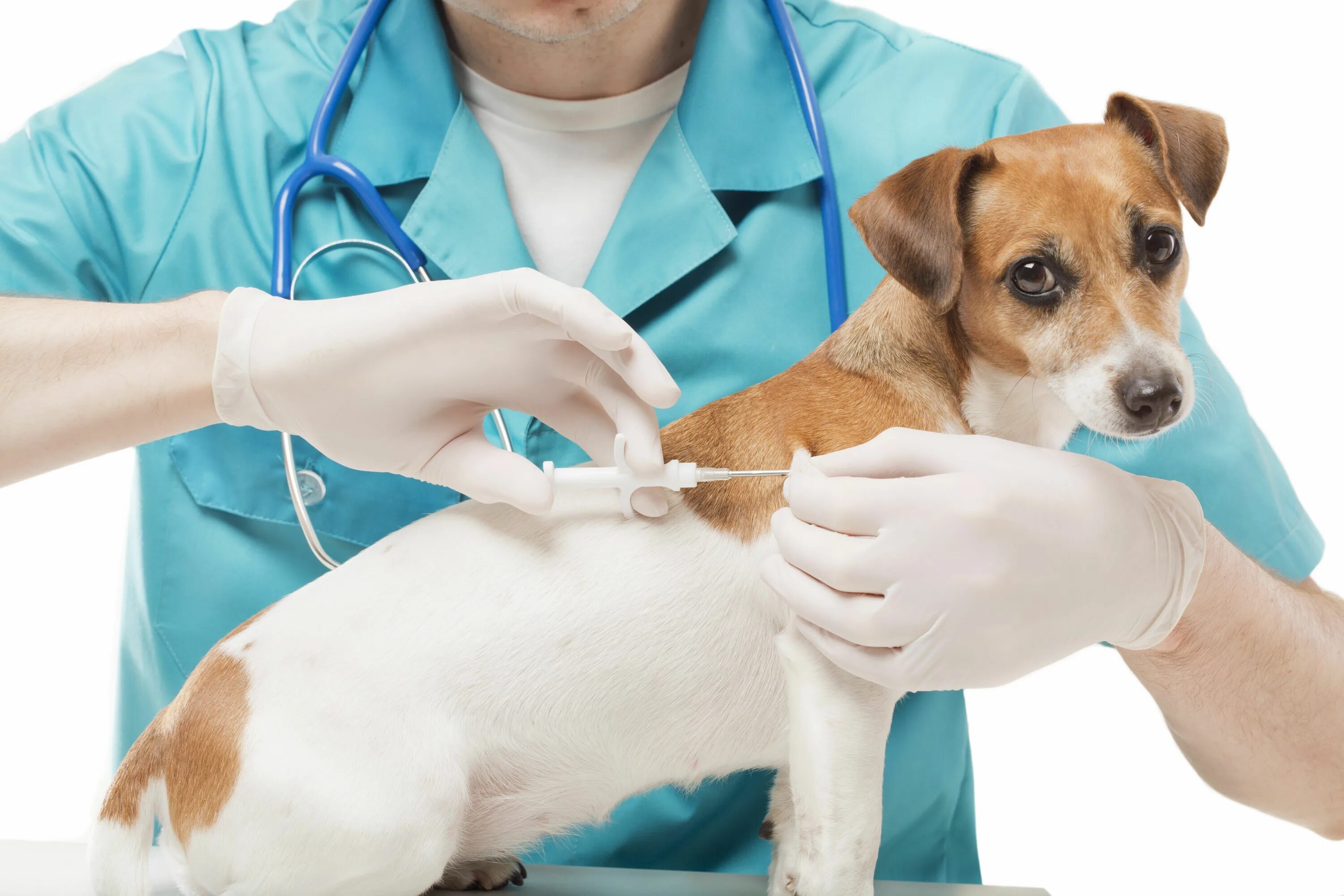 Терапия животных. Ветеринария. Собака Ветеринария. Собака в ветеринарной клинике. Ветеринар вакцинация
