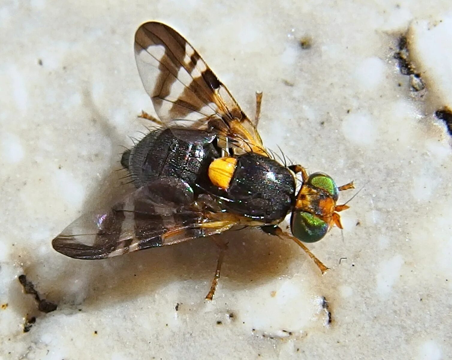 Вишневая Муха Rhagoletis Cerasi. Восточная Вишневая Муха Rhagoletis cingulata Loew.. Вишневая Муха Rhagoletis Cerasi яйца. Муха пестрокрылка чертополоховая.