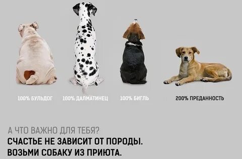 Собака слоган