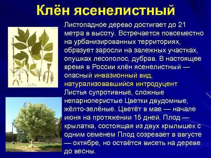 Клен ясенелистный описание