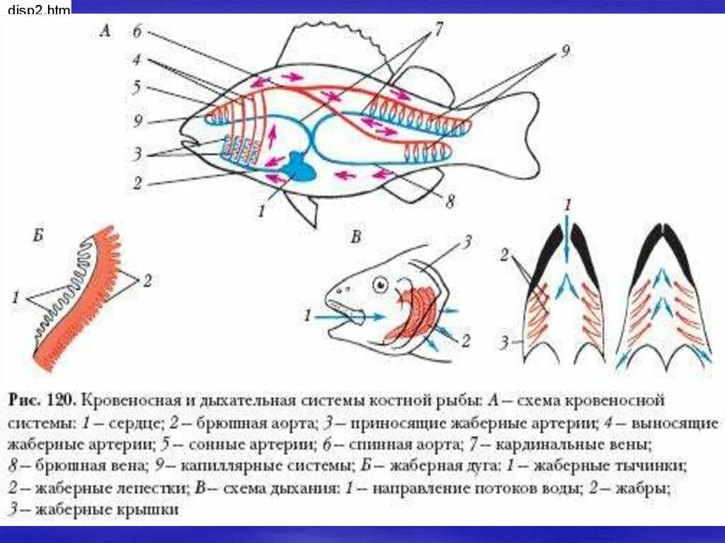 Сердце рыб состоит из камер. Кровеносная и дыхательная система костной рыбы. Схема кровеносной системы костистой рыбы. Строение кровеносной системы костных рыб. Дыхательная система костных рыб.