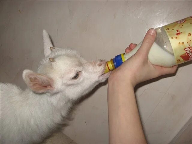 Можно ли поить козлят. Бутылки для козлят. Молоко для козлят. Козленок с бутылочкой молока. Козленок пьет молоко.