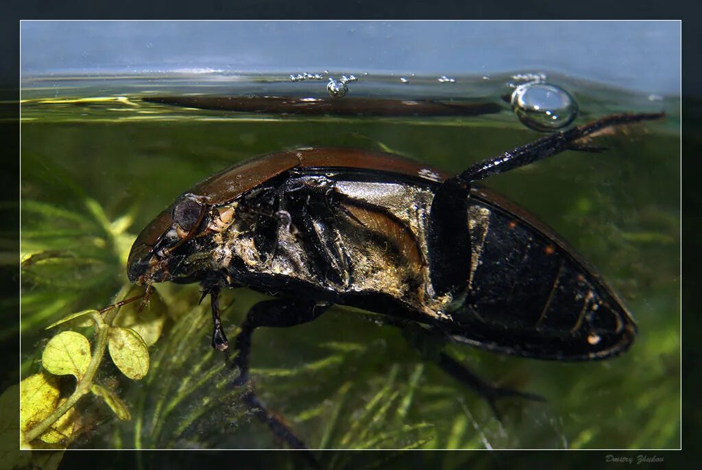 Жук черный водолюб. Жук водолюб большой. Hydrophilus piceus. Водолюб большой черный – Hydrophilus piceus(. Водолюб большой черный