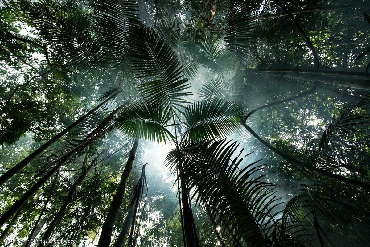 Джунгли тропический лес. Бразилия джунгли Амазонии. Амазонский дождевой лес, Бразилия. Бразилия тропические леса Сельва. Тропические дождевые леса Амазонии.