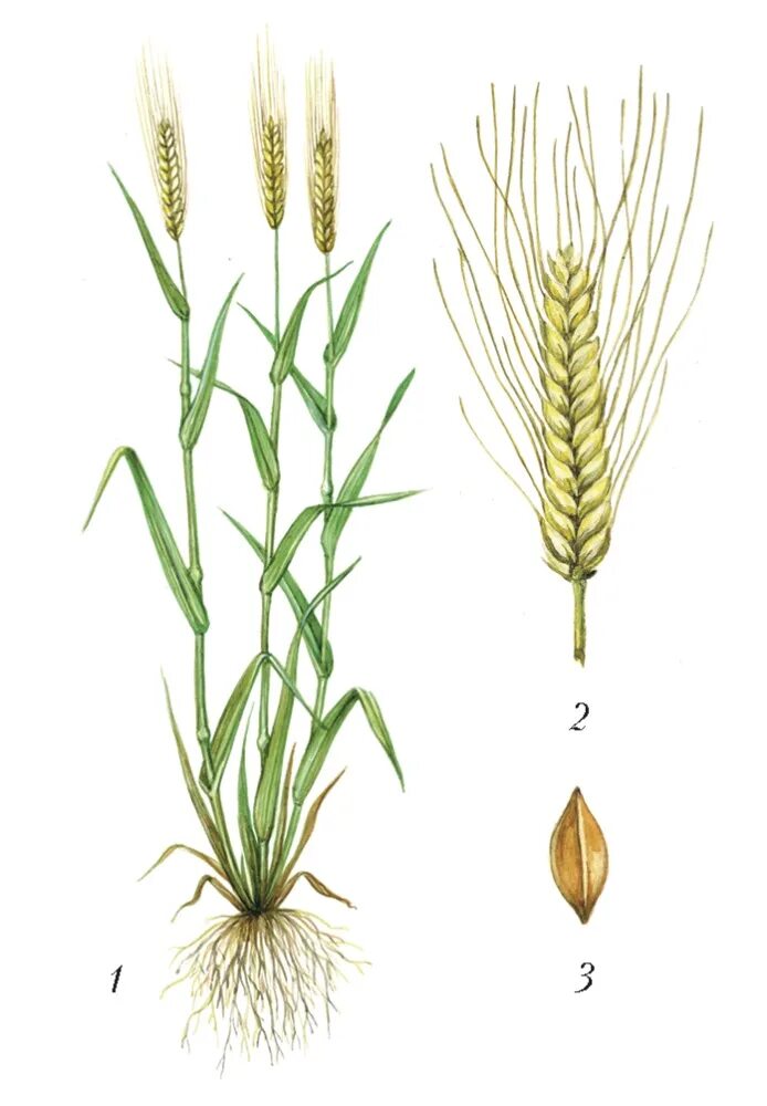 Роды злаковых. Колос структура двурядный ячмень. Hordeum vulgare кущение. Строение Колоса злака. Ячмень обыкновенный злаки.