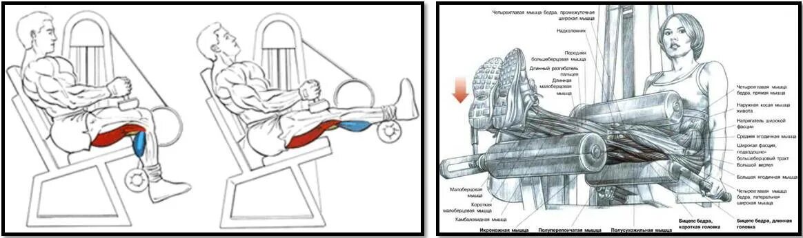 Сгибание бедра сидя. Сгибание бедра тренажёр technogym. Сгибание ног в тренажере сидя. Сгибание бедра сидя. Упражнение разведение ног в тренажере схема.