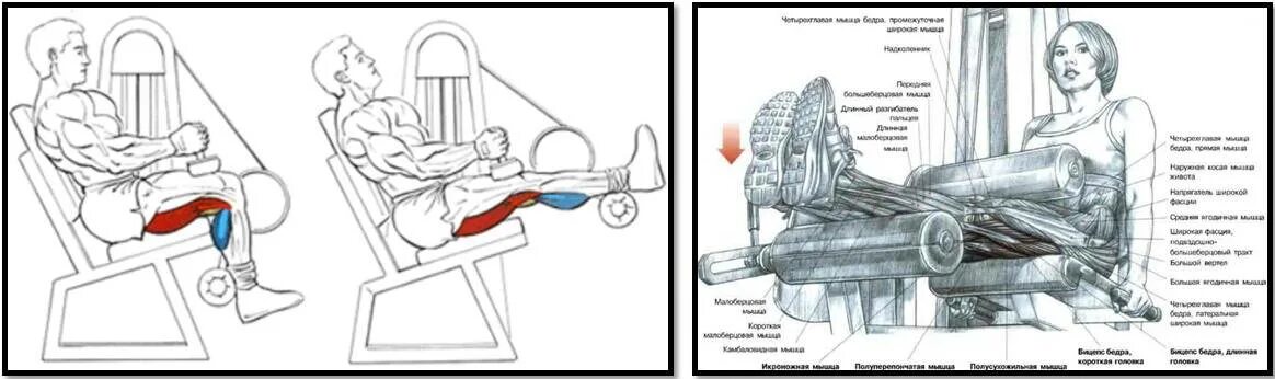 Разгибание ног в тренажере схема. Разгибание ног в тренажере сидя схема. Сгибание голени в тренажере сидя мышцы. Тренажёр жим ногами лёжа схема тренажера. Разгибание ног лежа