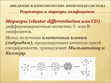 Иммунная система лимфоциты