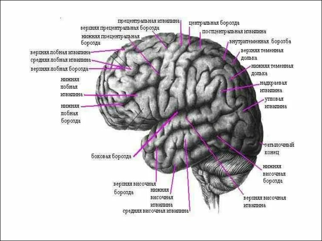 Извилины мозга центры. Борозды ВЕРХНЕЛАТЕРАЛЬНОЙ поверхности конечного мозга. Извилины Верхне-латеральной поверхности. Доли ВЕРХНЕЛАТЕРАЛЬНОЙ поверхности полушария большого мозга. Строение больших полушарий доли борозды извилины.