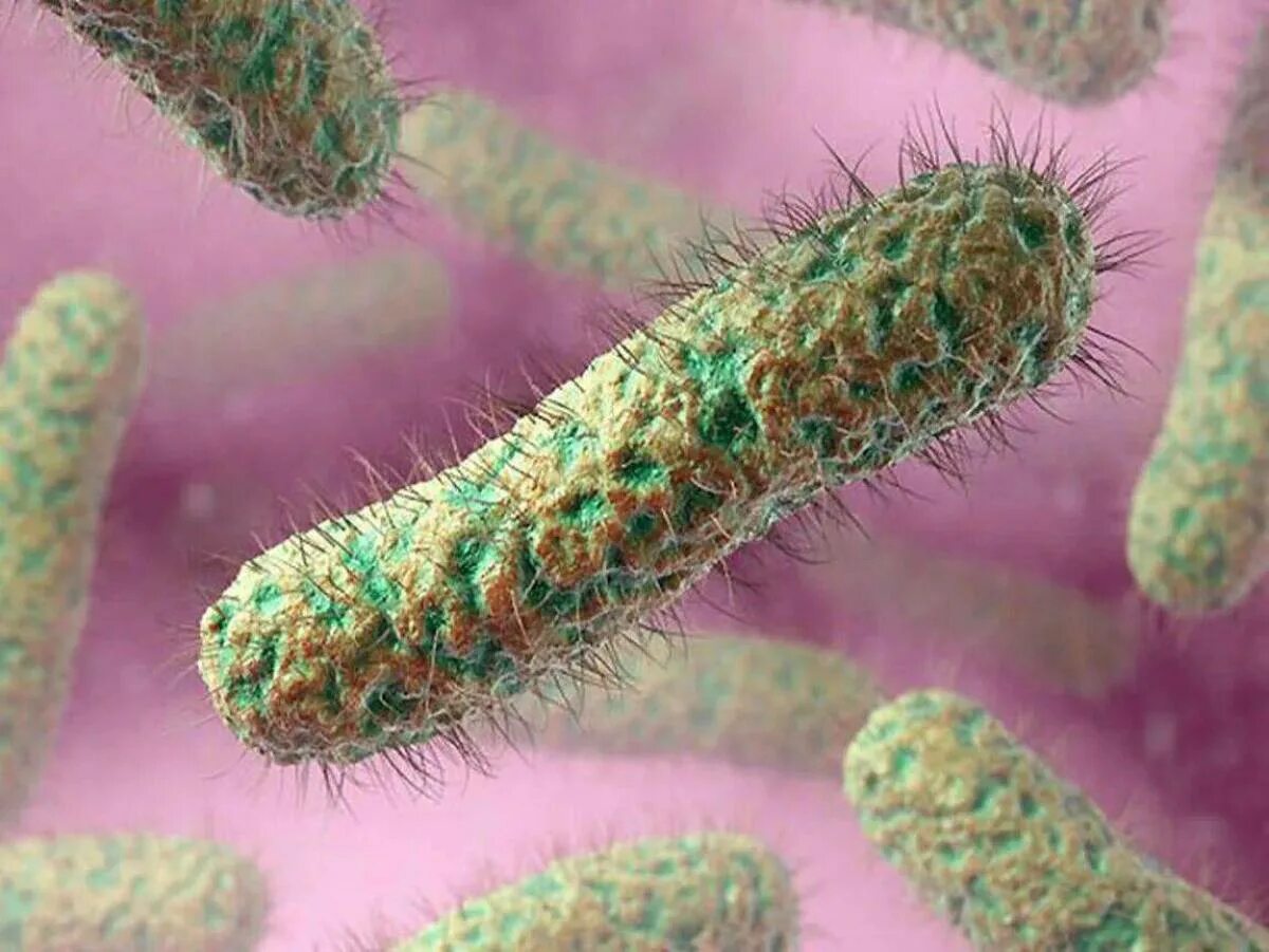 Инфузория-туфелька это бактерия. Бациллы бактерии под микроскопом. Палочковидные бактерии под микроскопом. Реснитчатая палочкообразная бактерия.