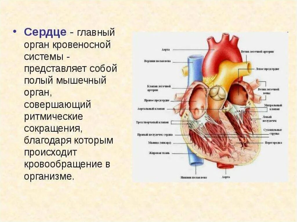 Сердце работа органа