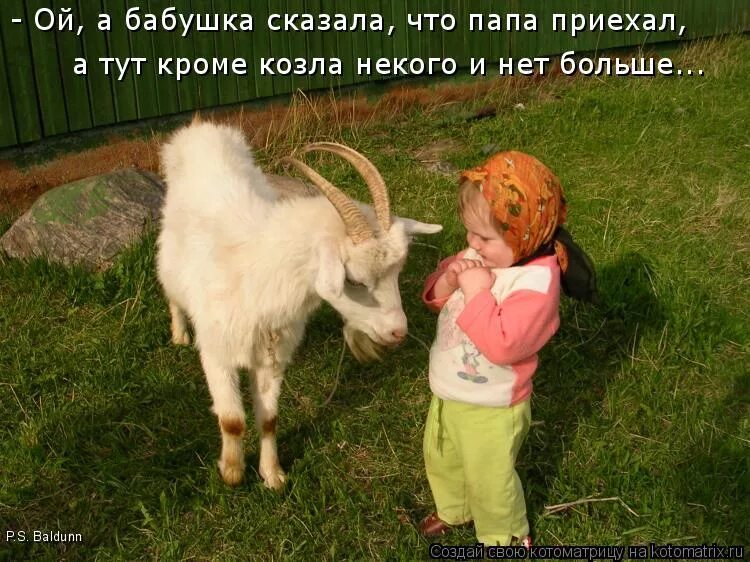 домашние животные для детей. отец козленка. анна поважнюк козы. семья коз. коза козел козленок семья.