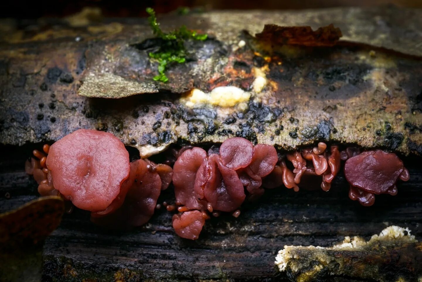 Редкие весенние грибы. Весенние грибы Краснодарского края. Весенние грибы Кубани. Грибы Краснодарского края и Адыгеи. Грибы адыгеи и краснодарского края в контакте