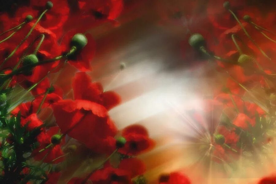 Красные маки песня про войну. С днем победы маки. Маки на федюнинских холмах тишина. Открытка «маки». Маки.