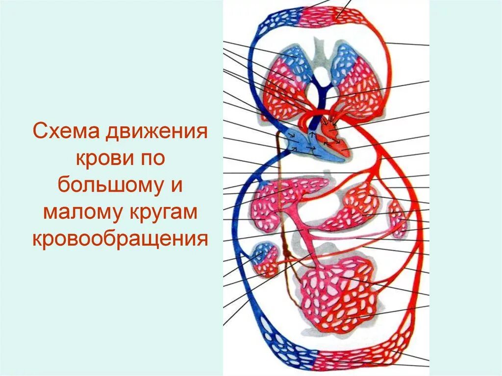 Схема движения крови в большом круге кровообращения. Большой и малый круг кровообращения схема. Малый круг кровообращения анатомия. Малый круг кровообращения схема анатомия. Кровообращения передней