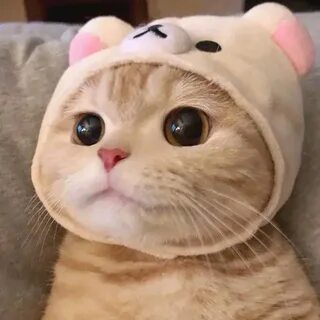 Котик гато