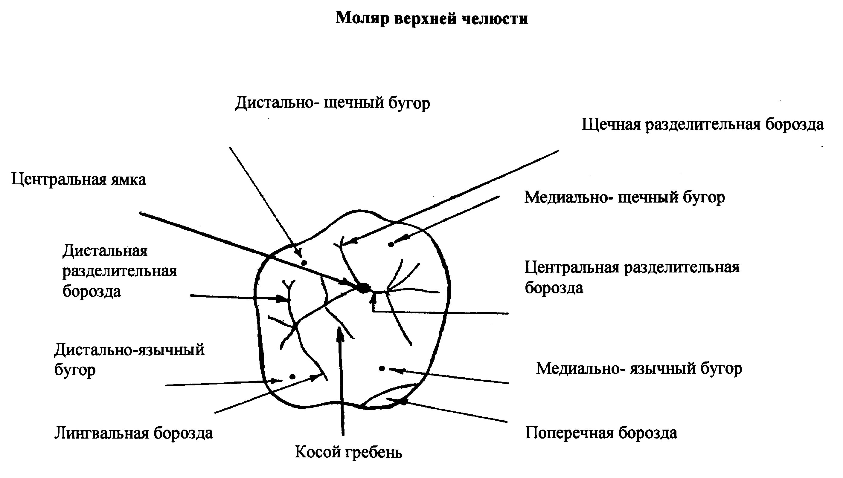 Первый моляр верхней челюсти Бугры. Жевательная поверхность 1 моляра верхней челюсти. Анатомия жевательной поверхности первого верхнего моляра. Бугры 1 моляра верхней челюсти.