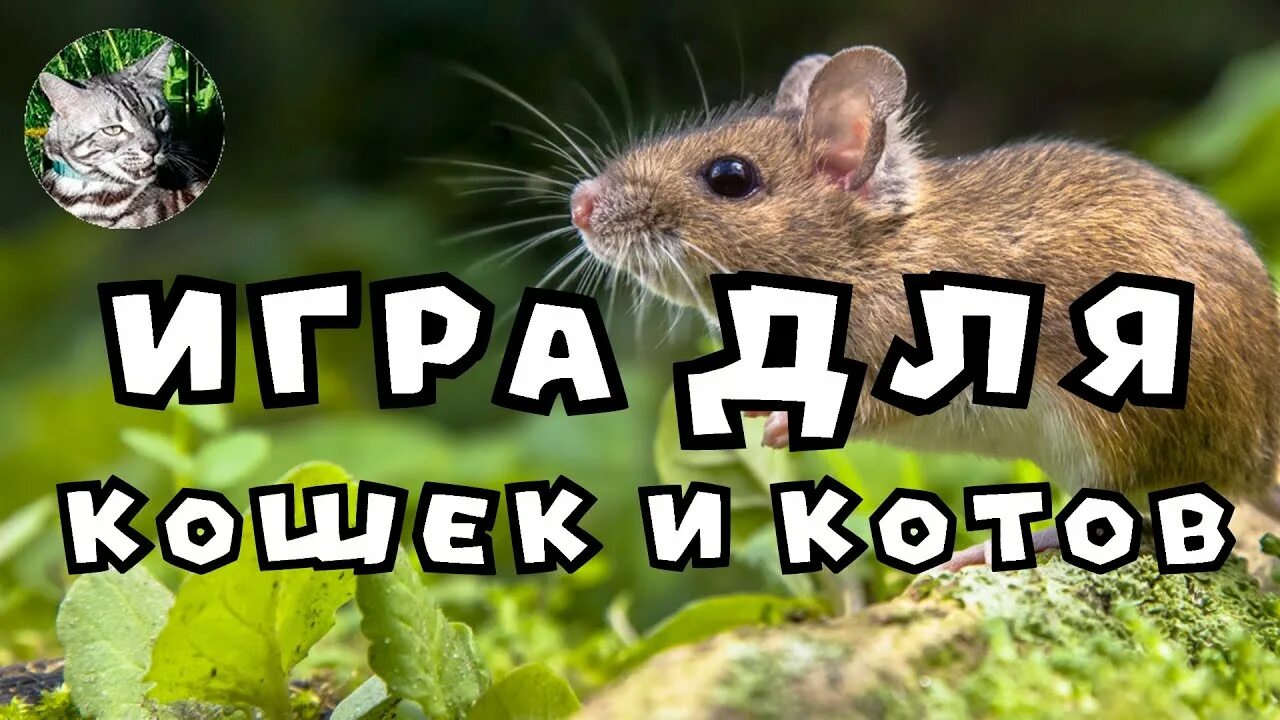 Мышка бегающая по экрану для кота. Мышка для кошки на экране. Мышка кот бегать. Игра для котов бегающая мышка.