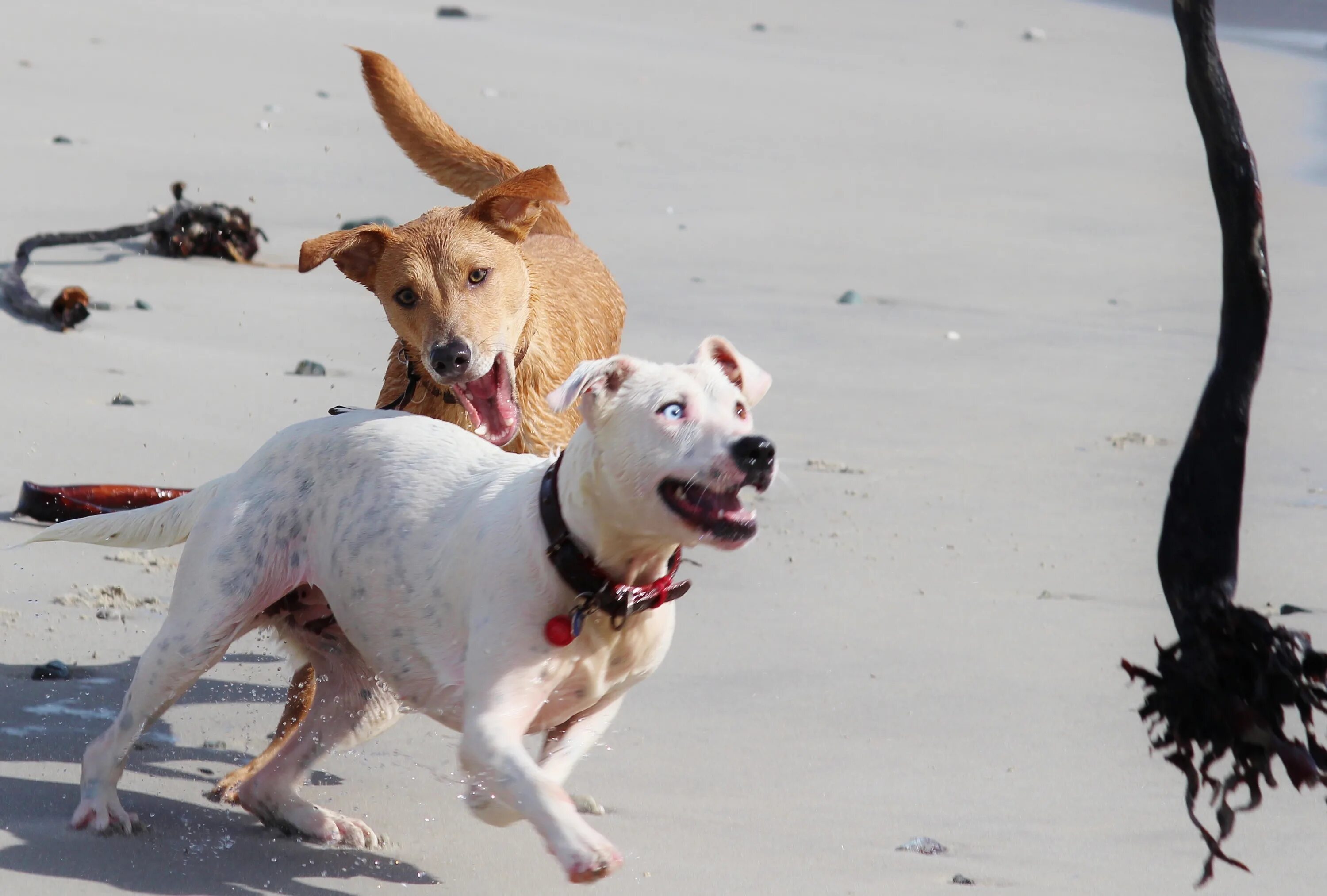 Сонник собака без. Собака на пляже. Собака убегает. Собака в движении.