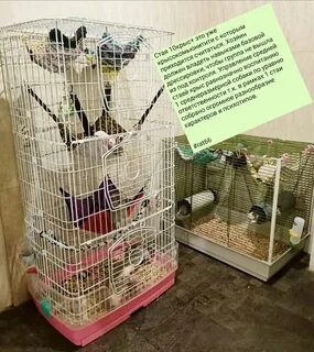 Сколько лет крысе
