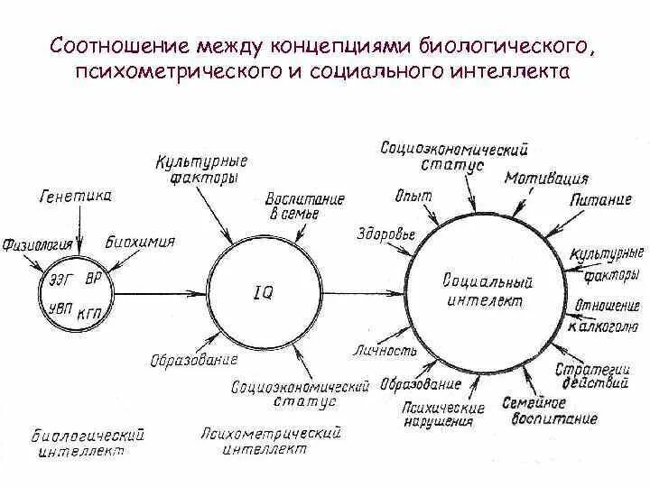 Интеллект генетика. Айзенк структура интеллекта. Айзенк теория интеллекта. Схему «модели интеллекта». Концепция социального интеллекта.