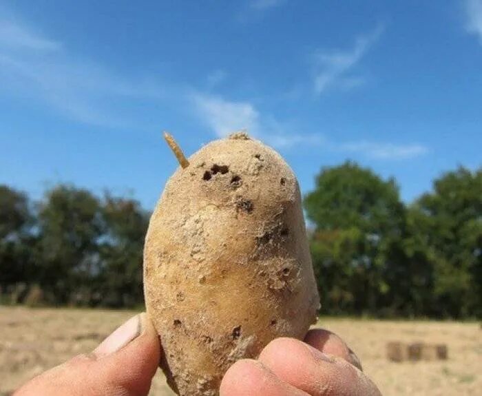 Насекомые поедающие картофель.