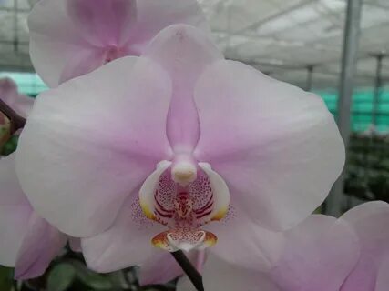 Пинк Принцесс Орхидея.