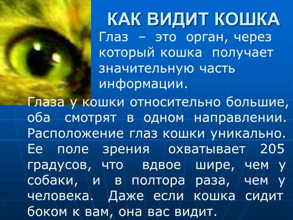 Каким цветом видят кошки окружающий мир. Как видят кошки. зрение глазами кошки. как видишь. кошки различают цвета.