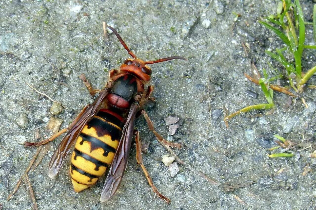 Насекомые похожие на пчел. Vespa mandarinia Шершень. Шершень обыкновенный Vespa crabro. Девятерик Шершень.