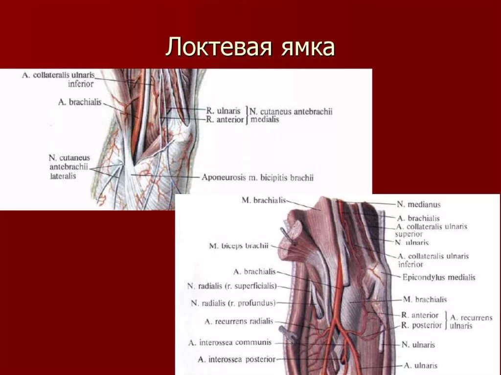 Топографическая анатомия верхней конечности локтевая ямка. Локтевая ямка содержимое. Латеральная борозда локтевой ямки. Локтевая ямка топографическая анатомия. Границы локтевой ямки топографическая анатомия.
