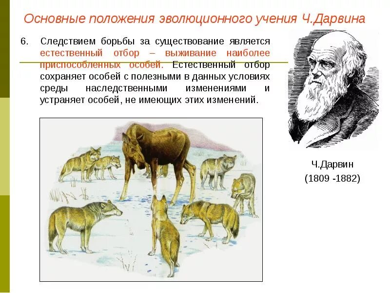 Вид эволюционное учение. Ч Дарвин естественный отбор. Теория Дарвина . Естественный отбор 9..