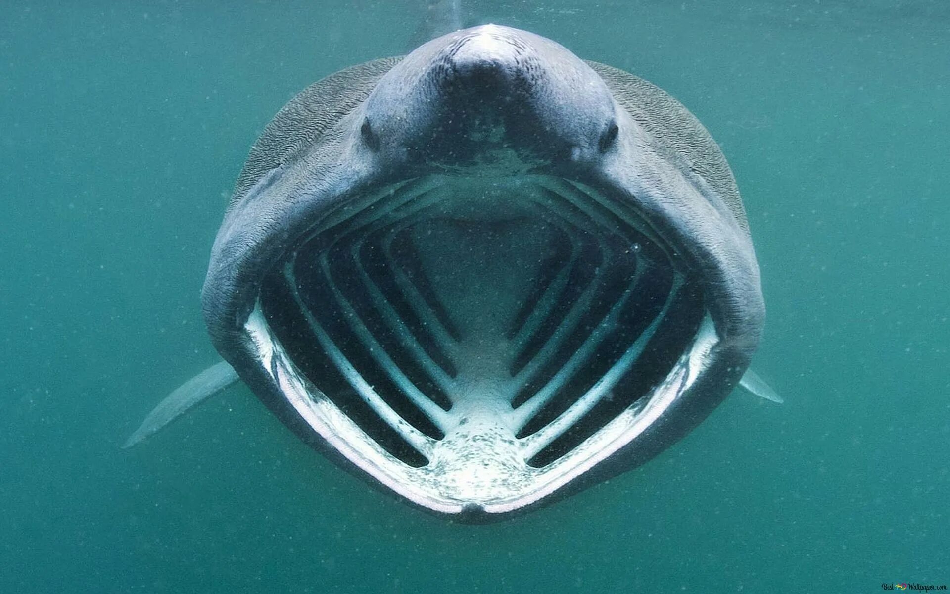Самая большая пасть. Баскинг Шарк акула. Гигантская большеротая акула. Cetorhinus Maximus акула. Гигантская акула Шарк Баскинг.