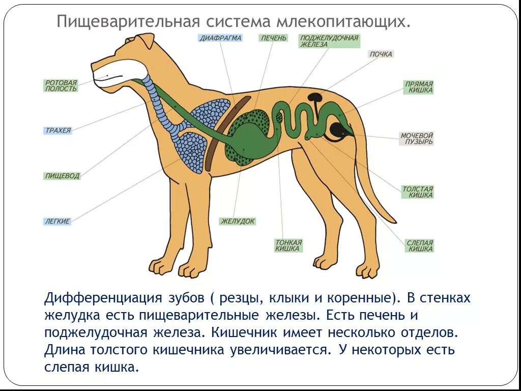 Пищеварительная система млекопитающих 7 класс биология. Эволюция пищеварительной системы млекопитающих. Строение дыхательной системы млекопитающих 7 класс. Внутреннее строение млекопитающих выделительная система.