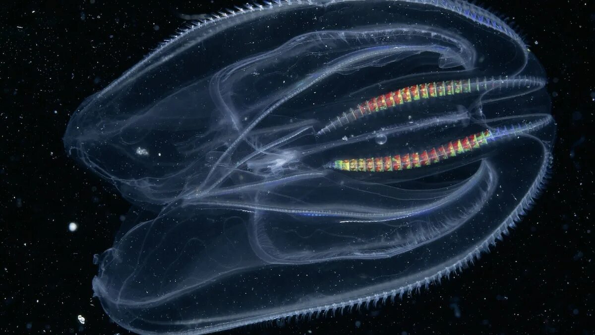 Comb jellies. Мнемиопсис медуза. Mnemiopsis leidyi медуза. Mnemiopsis leidyi в черном море. Медуза Гребневик.