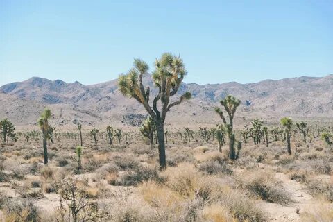 Desert plant