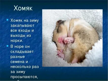 Крыса впала в спячку